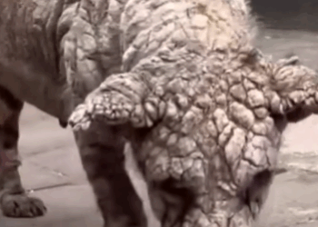 Part2 Animals Rescue #dogrescue #rescuedog #dogsofttiktok #foryoupage #foryou #dogs