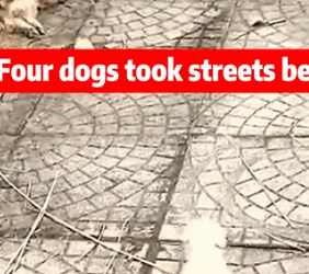 Part2 Animals Rescue #dogrescue #rescuedog #dogsofttiktok #foryoupage #foryou #dogs