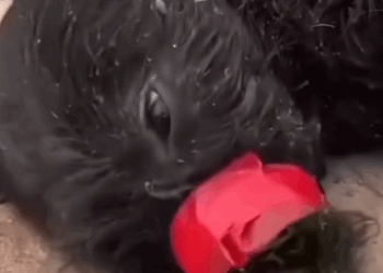 Part2 Animals Rescue #dogrescue #rescuedog #dogsofttiktok #foryoupage #foryou #dogs