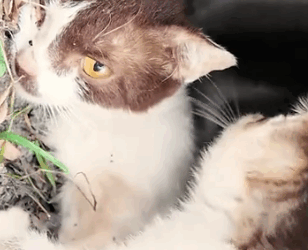 Part2 Animals Rescue #dogrescue #rescuedog #dogsofttiktok #foryoupage #foryou #dogs