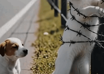 Part2 Animals Rescue #dogrescue #rescuedog #dogsofttiktok #foryoupage #foryou #dogs