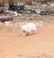 Part2 Animals Rescue #dogrescue #rescuedog #dogsofttiktok #foryoupage #foryou #dogs