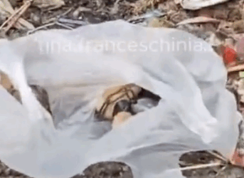 Part2 Animals Rescue #dogrescue #rescuedog #dogsofttiktok #foryoupage #foryou #dogs