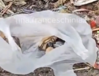 Part2 Animals Rescue #dogrescue #rescuedog #dogsofttiktok #foryoupage #foryou #dogs