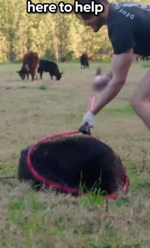 This guy chases down wild wombats to save their lives — and one of them says_part2