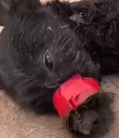 Part2 Animals Rescue #dogrescue #rescuedog #dogsofttiktok #foryoupage #foryou #dogs