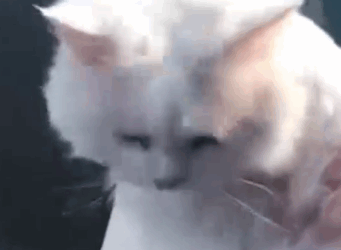 Part2 Animals Rescue #dogrescue #rescuedog #dogsofttiktok #foryoupage #foryou #dogs