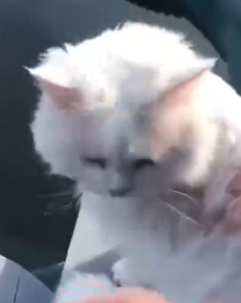 Part2 Animals Rescue #dogrescue #rescuedog #dogsofttiktok #foryoupage #foryou #dogs