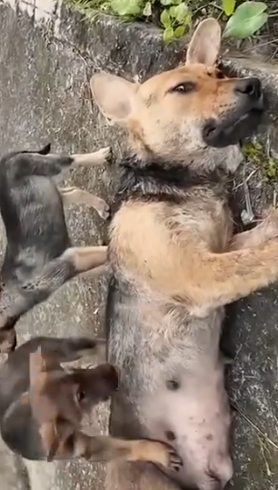 Part2 Animals Rescue #dogrescue #rescuedog #dogsofttiktok #foryoupage #foryou #dogs