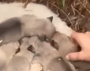 Part2 Animals Rescue #dogrescue #rescuedog #dogsofttiktok #foryoupage #foryou #dogs