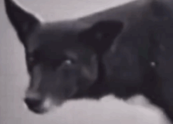 Part2 Animals Rescue #dogrescue #rescuedog #dogsofttiktok #foryoupage #foryou #dogs