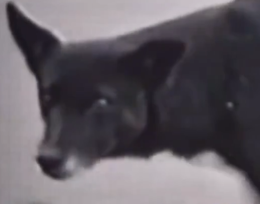 Part2 Animals Rescue #dogrescue #rescuedog #dogsofttiktok #foryoupage #foryou #dogs