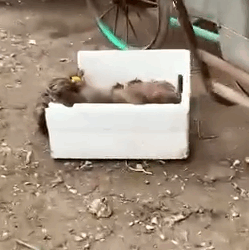 Part2 Animals Rescue #dogrescue #rescuedog #dogsofttiktok #foryoupage #foryou #dogs