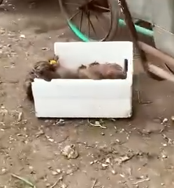 Part2 Animals Rescue #dogrescue #rescuedog #dogsofttiktok #foryoupage #foryou #dogs