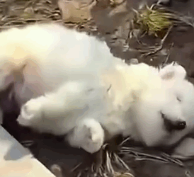 Part2 Animals Rescue #dogrescue #rescuedog #dogsofttiktok #foryoupage #foryou #dogs