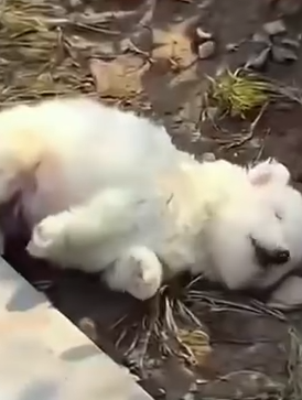 Part2 Animals Rescue #dogrescue #rescuedog #dogsofttiktok #foryoupage #foryou #dogs