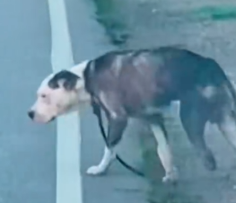 Part2 Animals Rescue #dogrescue #rescuedog #dogsofttiktok #foryoupage #foryou #dogs