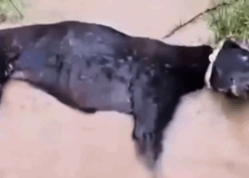 Part2 Animals Rescue #dogrescue #rescuedog #dogsofttiktok #foryoupage #foryou #dogs