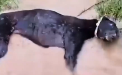 Part2 Animals Rescue #dogrescue #rescuedog #dogsofttiktok #foryoupage #foryou #dogs