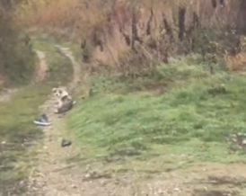 Part2 Animals Rescue #dogrescue #rescuedog #dogsofttiktok #foryoupage #foryou #dogs