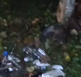 Part2 Animals Rescue #dogrescue #rescuedog #dogsofttiktok #foryoupage #foryou #dogs