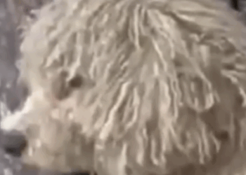 Part2 Animals Rescue #dogrescue #rescuedog #dogsofttiktok #foryoupage #foryou #dogs