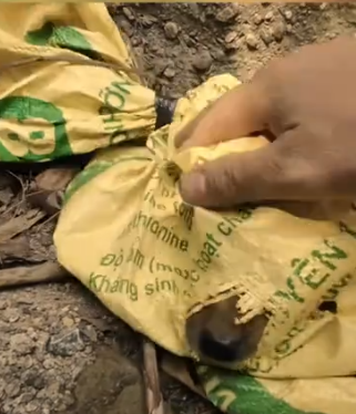 Part2 Animals Rescue #dogrescue #rescuedog #dogsofttiktok #foryoupage #foryou #dogs