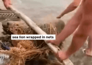 Part2 Animals Rescue #dogrescue #rescuedog #dogsofttiktok #foryoupage #foryou #dogs