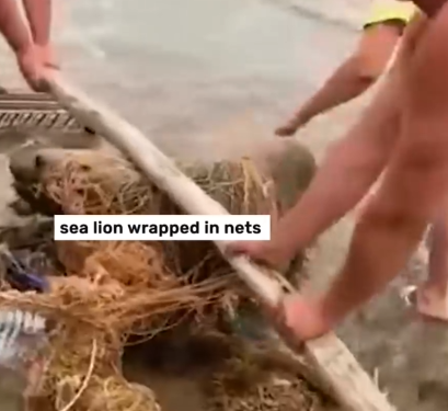 Part2 Animals Rescue #dogrescue #rescuedog #dogsofttiktok #foryoupage #foryou #dogs