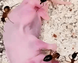 Part2 Animals Rescue #dogrescue #rescuedog #dogsofttiktok #foryoupage #foryou #dogs