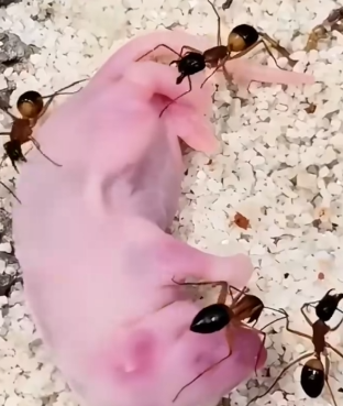 Part2 Animals Rescue #dogrescue #rescuedog #dogsofttiktok #foryoupage #foryou #dogs