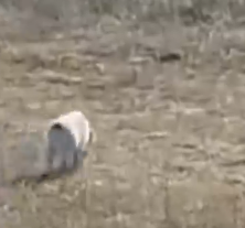 Part2 Animals Rescue #dogrescue #rescuedog #dogsofttiktok #foryoupage #foryou #dogs