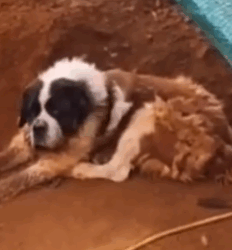 Part2 Animals Rescue #dogrescue #rescuedog #dogsofttiktok #foryoupage #foryou #dogs