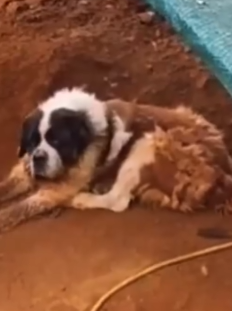 Part2 Animals Rescue #dogrescue #rescuedog #dogsofttiktok #foryoupage #foryou #dogs