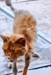 Part2 Animals Rescue #dogrescue #rescuedog #dogsofttiktok #foryoupage #foryou #dogs