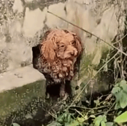 Part2 Animals Rescue #dogrescue #rescuedog #dogsofttiktok #foryoupage #foryou #dogs