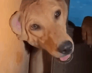 Part2 Animals Rescue #dogrescue #rescuedog #dogsofttiktok #foryoupage #foryou #dogs