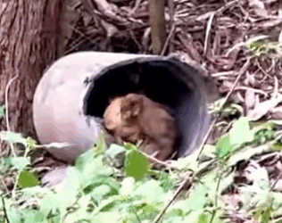 Part2 Animals Rescue #dogrescue #rescuedog #dogsofttiktok #foryoupage #foryou #dogs