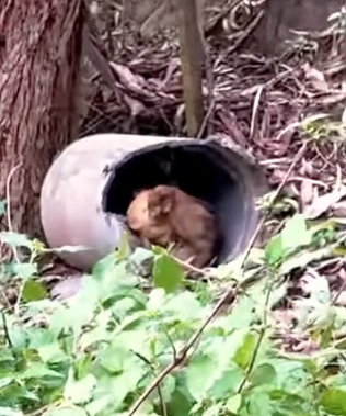 Part2 Animals Rescue #dogrescue #rescuedog #dogsofttiktok #foryoupage #foryou #dogs