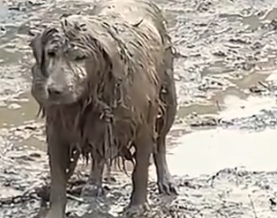 Part2 Animals Rescue #dogrescue #rescuedog #dogsofttiktok #foryoupage #foryou #dogs