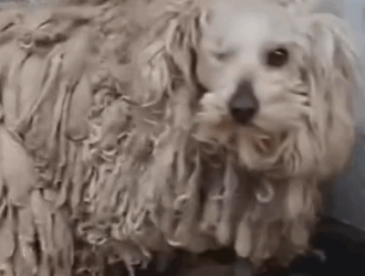 Part2 Animals Rescue #dogrescue #rescuedog #dogsofttiktok #foryoupage #foryou #dogs