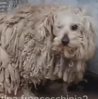 Part2 Animals Rescue #dogrescue #rescuedog #dogsofttiktok #foryoupage #foryou #dogs