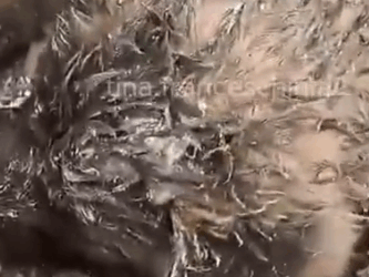 Part2 Animals Rescue #dogrescue #rescuedog #dogsofttiktok #foryoupage #foryou #dogs