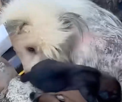 Wait till they start to FLOURISH and run around in the sun together_part2