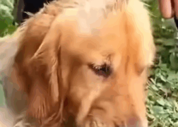 Part2 Animals Rescue #dogrescue #rescuedog #dogsofttiktok #foryoupage #foryou #dogs