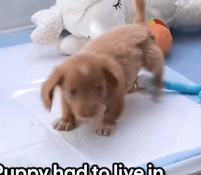 Part2 Animals Rescue #dogrescue #rescuedog #dogsofttiktok #foryoupage #foryou #dogs