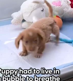 Part2 Animals Rescue #dogrescue #rescuedog #dogsofttiktok #foryoupage #foryou #dogs