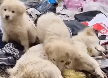 Part2 Animals Rescue #dogrescue #rescuedog #dogsofttiktok #foryoupage #foryou #dogs