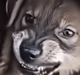 Part2 Animals Rescue #dogrescue #rescuedog #dogsofttiktok #foryoupage #foryou #dogs