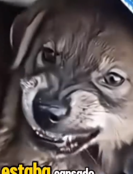 Part2 Animals Rescue #dogrescue #rescuedog #dogsofttiktok #foryoupage #foryou #dogs